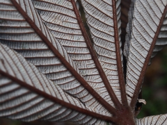 Cecropia angustifolia image