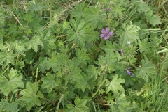 Malva sylvestris