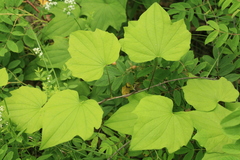 Dioscorea nipponica