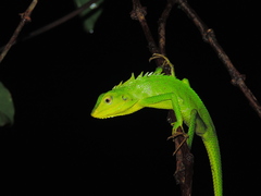 Bronchocela jubata