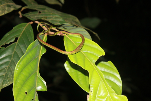 Photo of a Elegant Bronzeback (Dendrelaphis formosus)