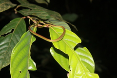 Dendrelaphis formosus