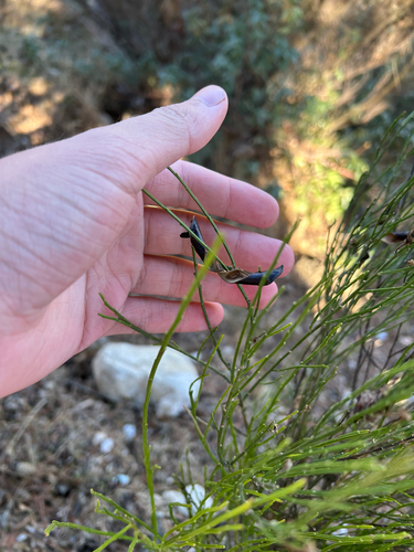 Scotch Broom