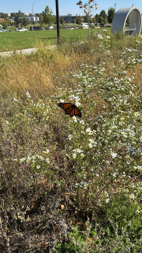 Monarch