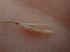 Melica bulbosa