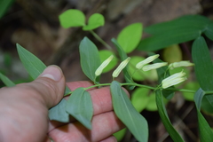 Polygonatum biflorum biflorum