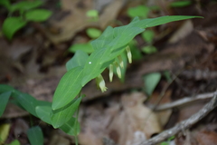 Polygonatum biflorum biflorum