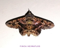 Helia calligramma