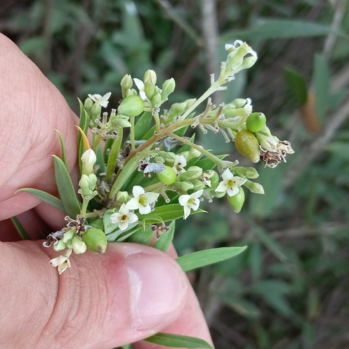 Flax-leaved Daphne