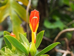 Columnea lepidocaula