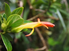 Columnea lepidocaula