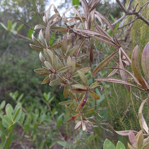Rubia peregrina longifolia