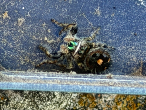 Bold Jumping Spider