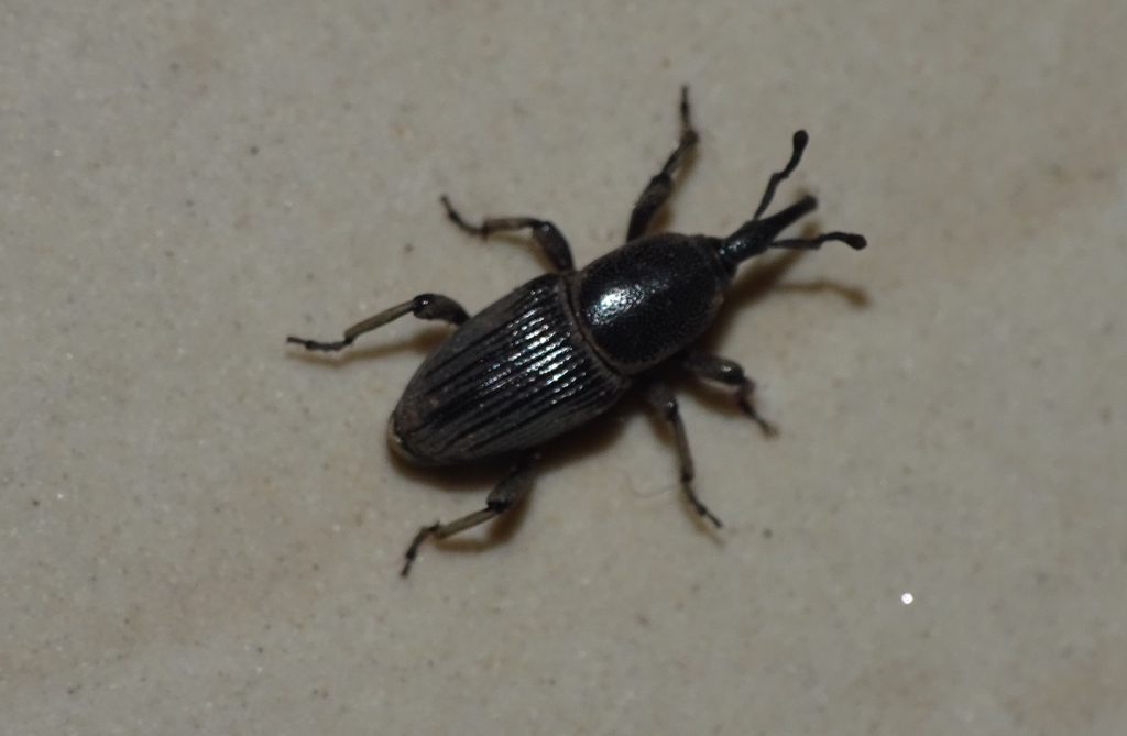 Banana weevil borer