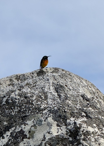 iNaturalist image