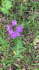 Hesperis matronalis