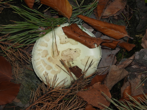False Death-cap