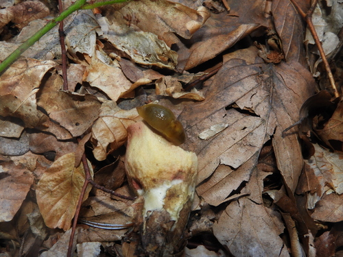 Lemon Slug