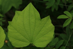 Dioscorea nipponica