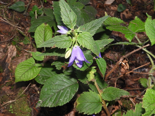 Nettle-leaved Bellflower