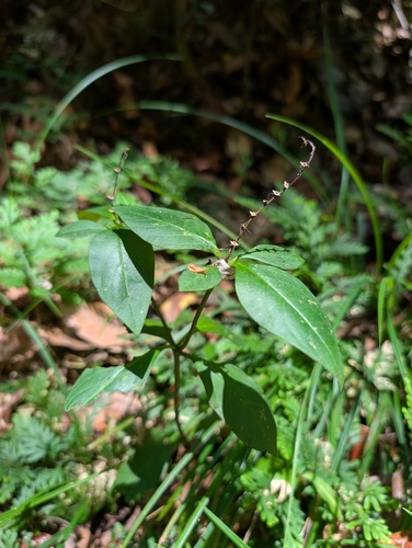 Spigelia hamellioides, 2026-09-20