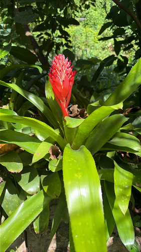 Billbergia pyramidalis observed 2026-10-08