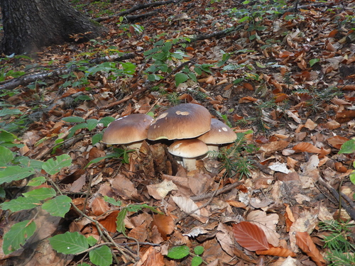 King Bolete