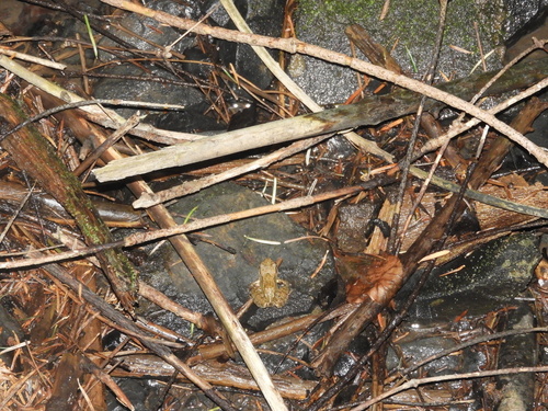 European Common Frog