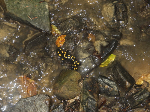 Salamandra salamandra carpathica