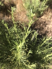 Artemisia californica