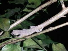 Hemidactylus frenatus