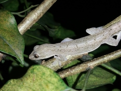 Hemidactylus frenatus