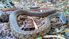 Xenochrophis maculatus