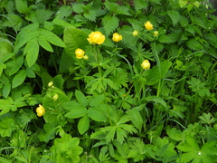 Trollius europaeus