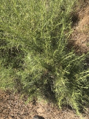 Artemisia californica