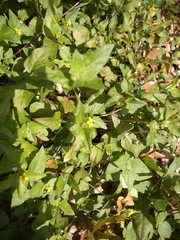 Calyptocarpus vialis