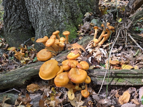 Eastern American jack-o'-lantern
