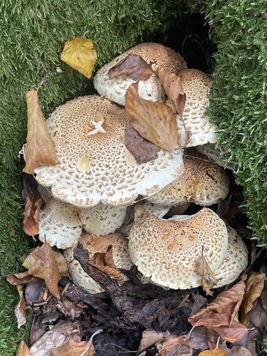 shaggy scalycap