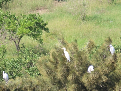 Western Cattle-Egret
