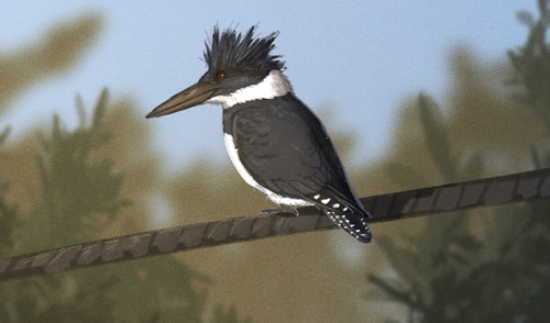 Martín gigante norteamericano (Megaceryle alcyon)