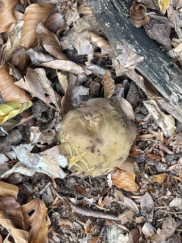 Dotted Stem Bolete
