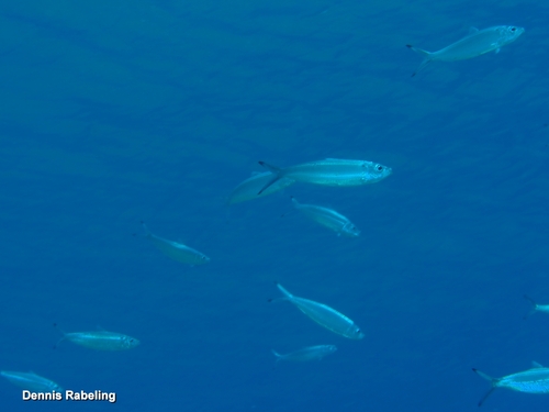Sardinella observed 2026-10-08
