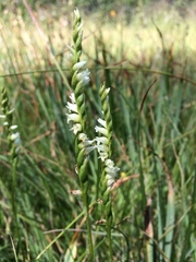 Spiranthes perexilis
