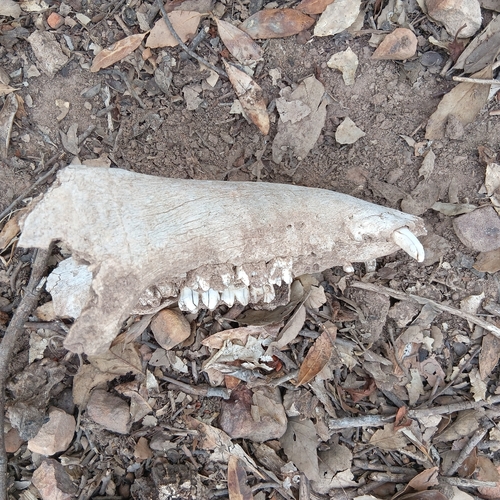 Wild Boar