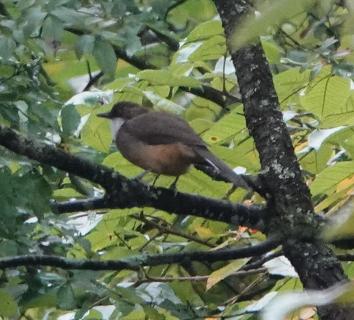 Garrulax albogularis observed 2026-10-01