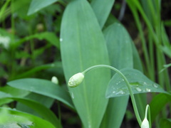 Allium microdictyon