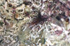 Cirolana australiense