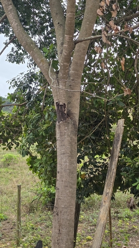 Hymenaea courbaril observed 2026-09-23
