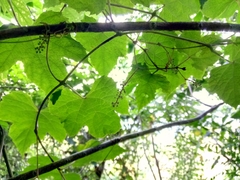 Ampelocissus robinsonii