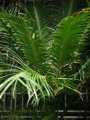 Cycas rumphii
